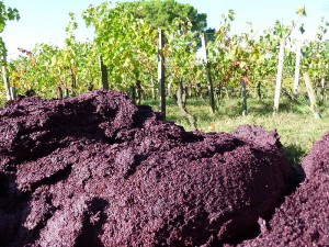 Photo by davity dave: http://upload.wikimedia.org/wikipedia/commons/thumb/3/33/Pomace_in_the_vineyard_after_pressing.jpg/800px-Pomace_in_the_vineyard_after_pressing.jpg