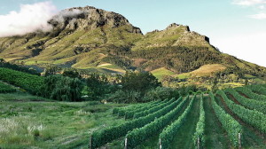 Vineyards in South Africa Photo By Deon Maritz (originally posted to Flickr as [1]) [CC-BY-2.0 (http://creativecommons.org/licenses/by/2.0)], via Wikimedia Commons