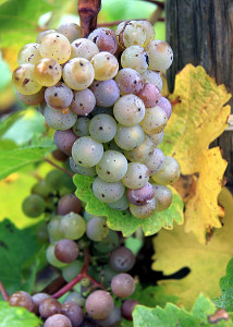 Photo By Rob & Lisa Meehan (Flickr: Someone Else's Grapes) [CC-BY-2.0 (http://creativecommons.org/licenses/by/2.0)], via Wikimedia Commons