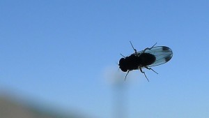 Photo By John Tann from Sydney, Australia (Drosophila suzukii on glass) [CC BY 2.0 (http://creativecommons.org/licenses/by/2.0)], via Wikimedia Commons